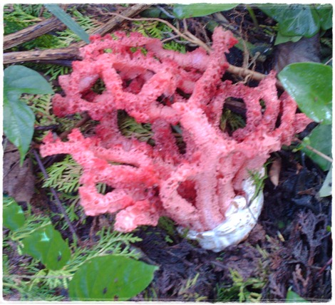 pilz.JPG