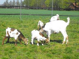 Tinke und Talu mit Zicklein 28042012 klein.JPG