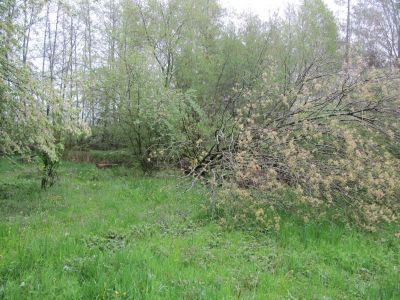 IMG_3177.2.JPG