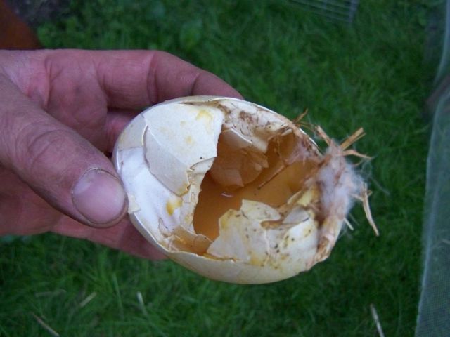 Gänseei.jpg
