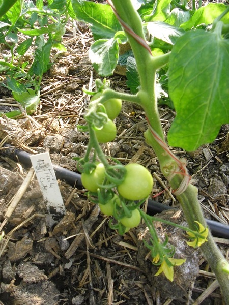 Tomaten 01.05.2019.jpg