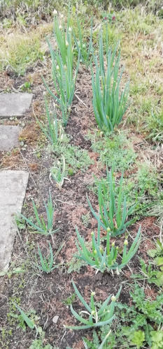 Winterheckezwiebel_im_Mai_2019.jpg