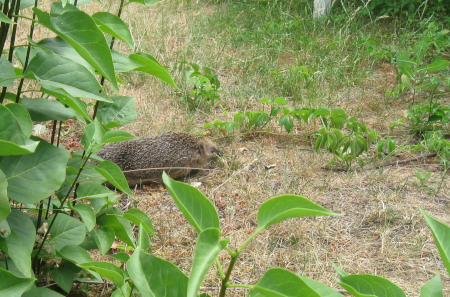 Igel_im_Garten.jpg