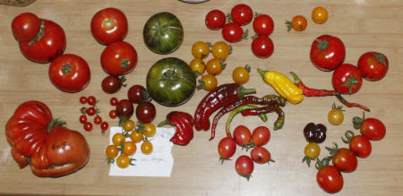 erste_groessere_Tomatenernte_2019.jpg