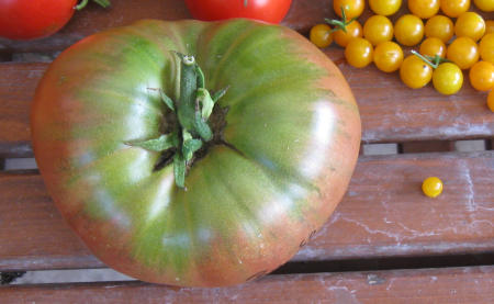 Grosse_und_kleine_Tomaten.jpg.jpg