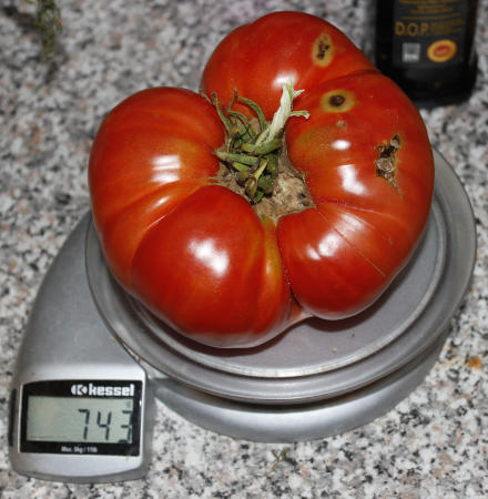 Tomate_Sorte_Moya.jpg