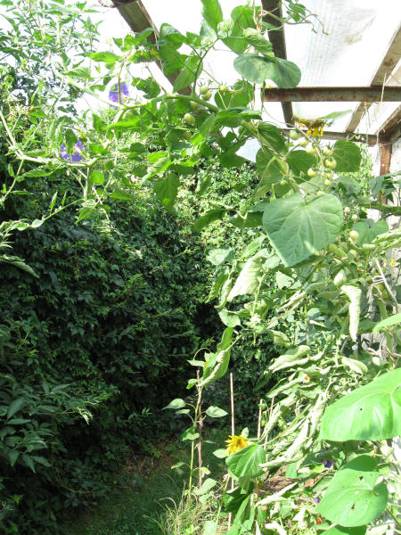 Tomate_Sunviva_am_14-08-2019.jpg