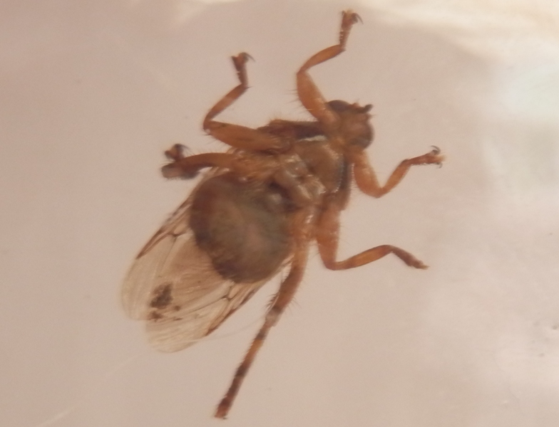 Dassefliege klein.JPG