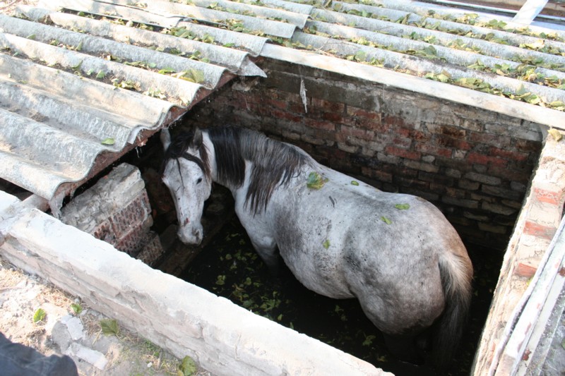 wie passt ein Pferd in so ein kleines Loch? ;-)