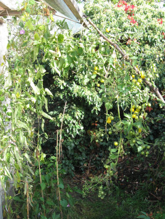 Tomate_Sunviva_am_22-10-2019.jpg