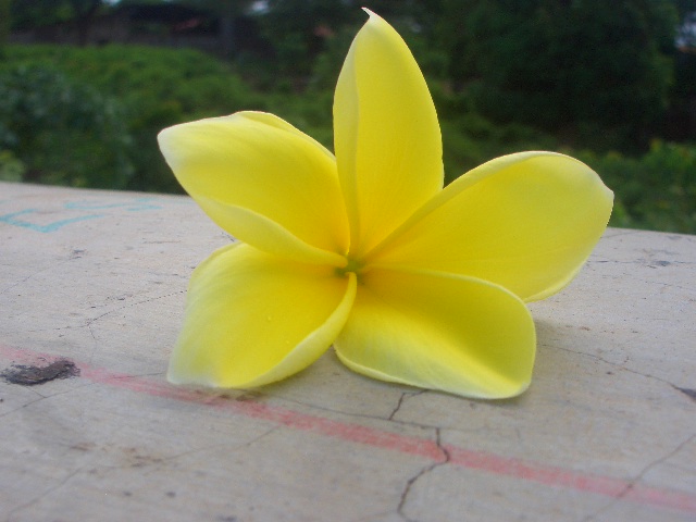 So sieht die Blüte aus!