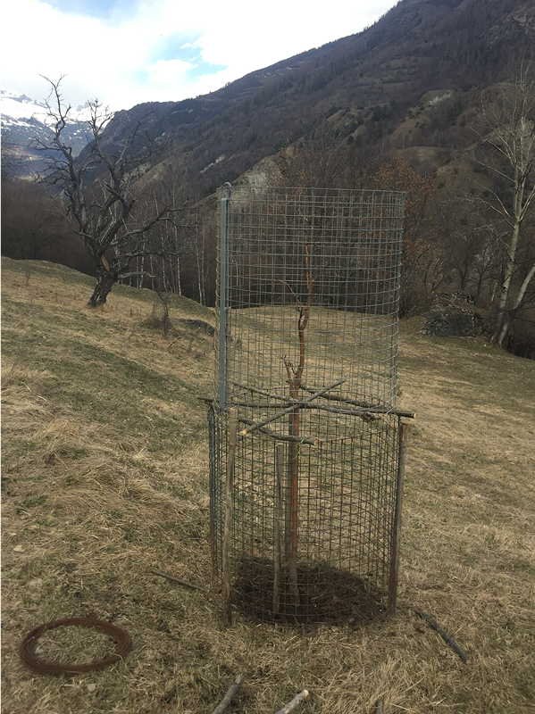 baumpflanzen4.jpg