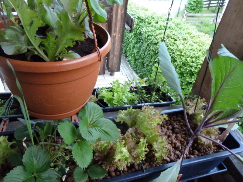 P1000580.JPG