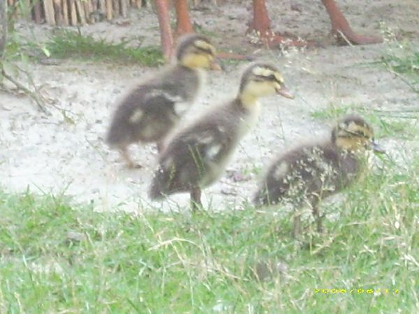 image84.jpg