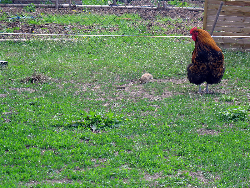 Orpi mit abtrünniger Wachtel