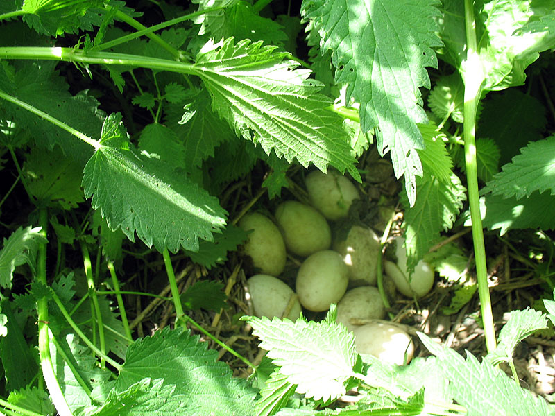 ein Gelege mit 10 Eiern!