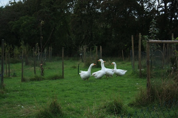 Gänse