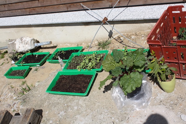 gartenanfaenge13-anzucht.JPG