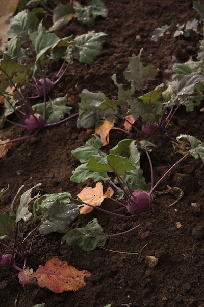 gartenanfaenge13-kohlrabi.JPG