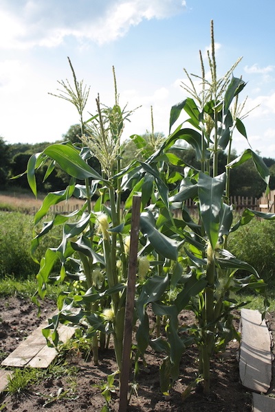 gartenanfaenge13-mais.JPG