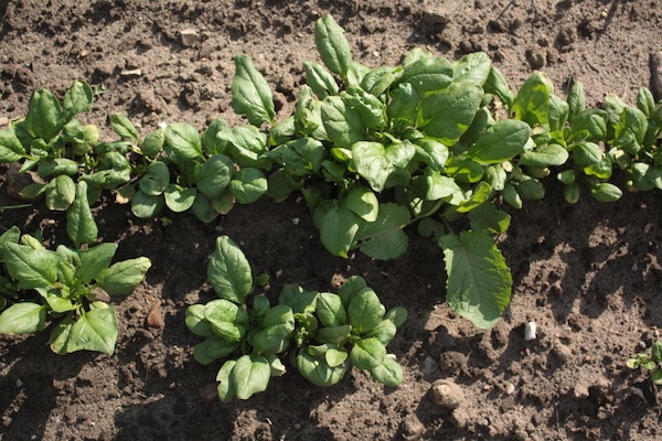 gartenanfaenge13-spinat.JPG