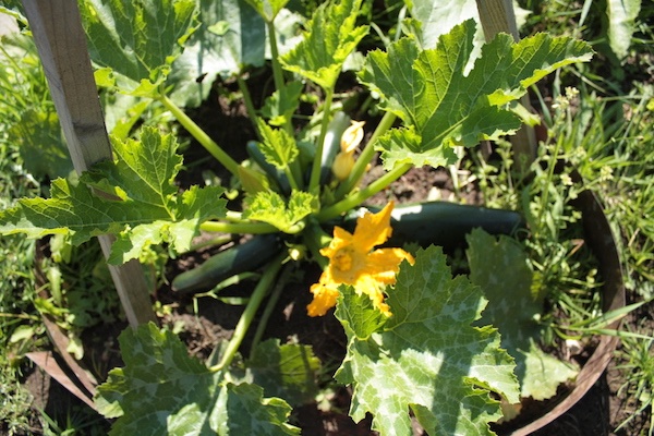 gartenanfaenge13-zucchini.JPG