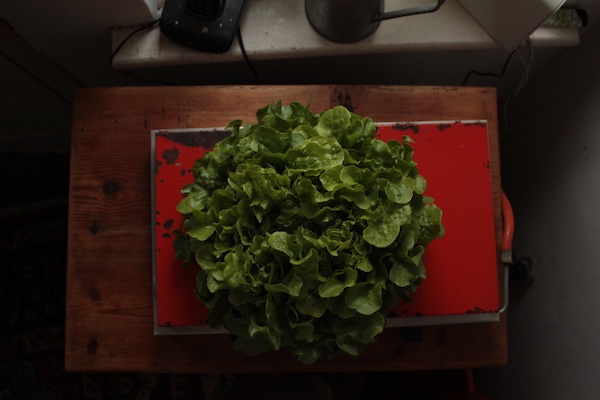 gartenanfaenge13-salat.JPG