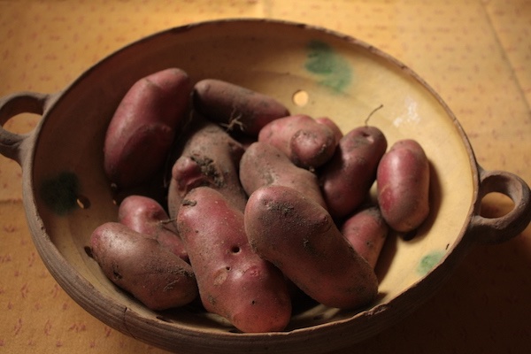 gartenanfaenge13-rote-kartoffeln.JPG
