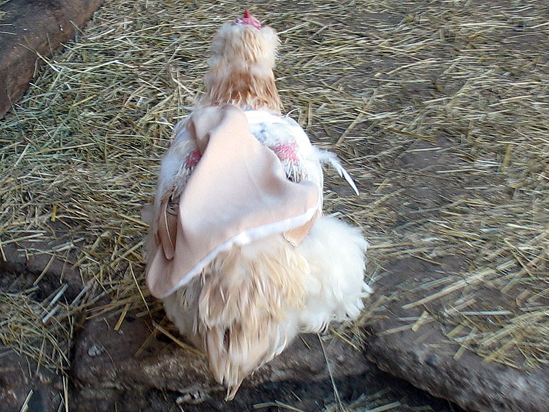 Superchicken im Einsatz!