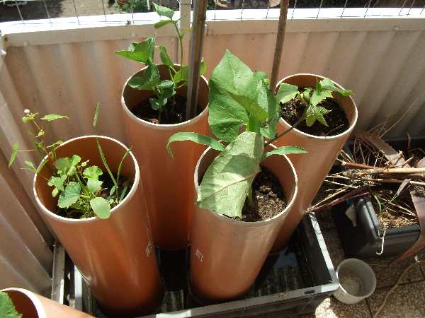 2012 Balkon Pflanzkiste01.jpg