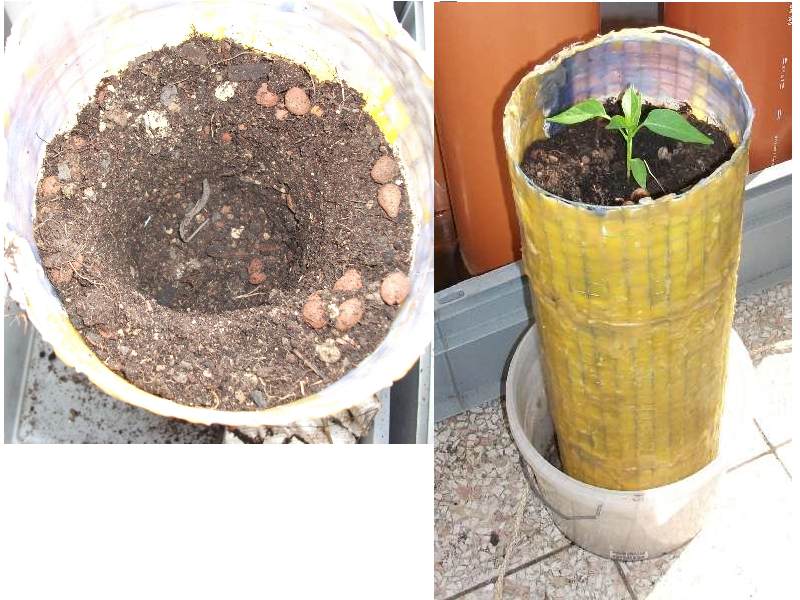 2012 Balkon Pflanzrohr bepflanzen.jpg