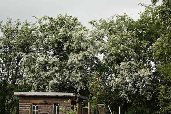weissdorn.JPG