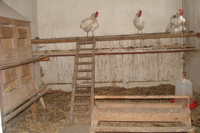 Der Hühnerstall
