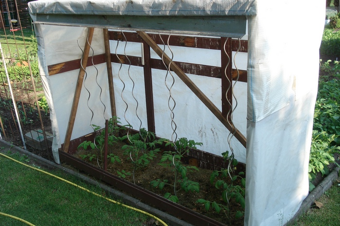 Tomaten Nummer 1. Das Tomatenhaus wurde aus den Restern unseres neu gedeckten Daches gebaut