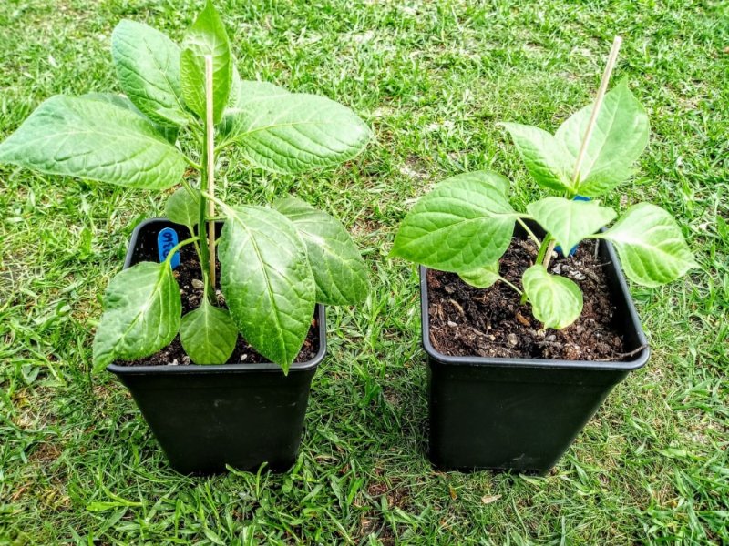 Rocoto P360 & Pico Mucho