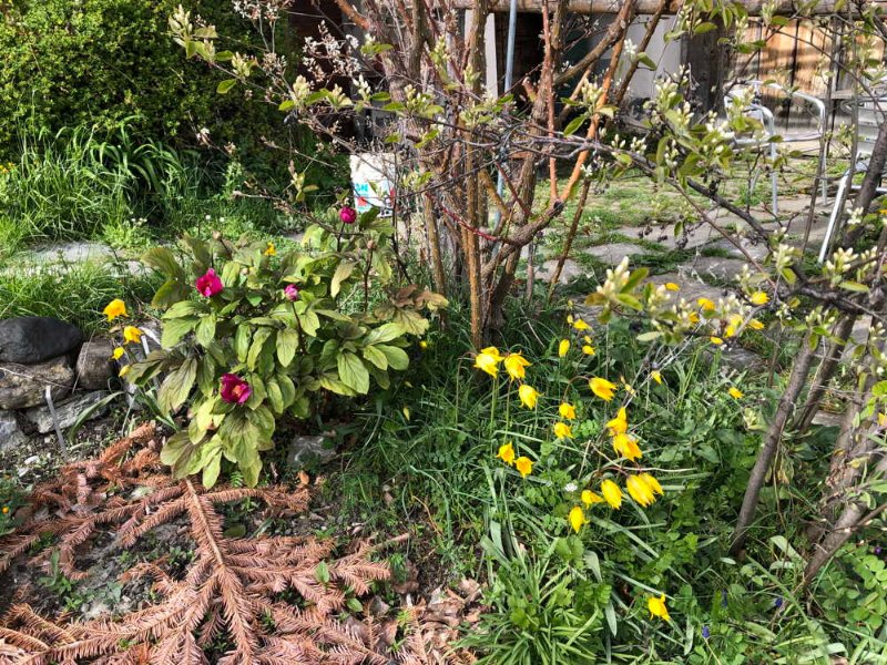 Wildtulpen und wilde Pfingstrosen