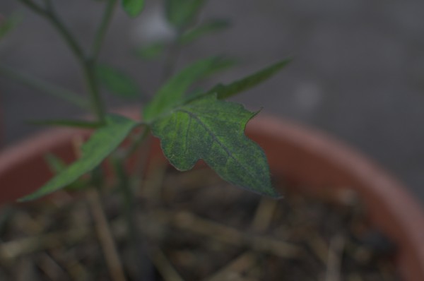 DSC_1360.jpg