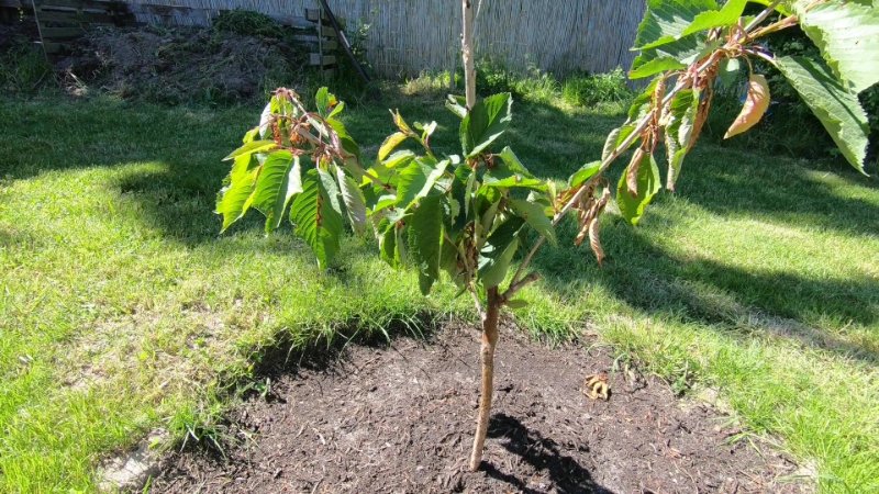 Kirschbaum Spitzendürre.jpg