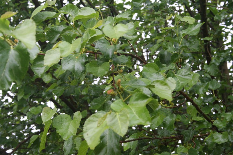 Beerengröße Heute am 01.06.2012