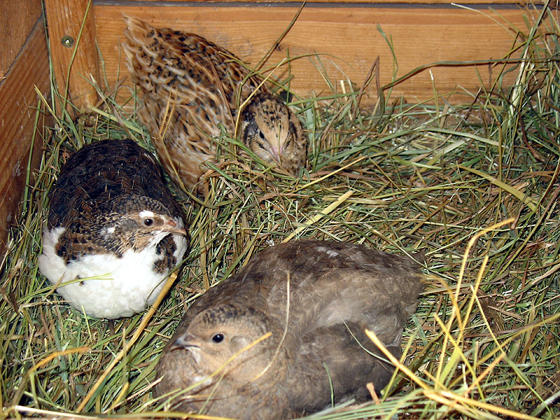 Rückzugsbox
