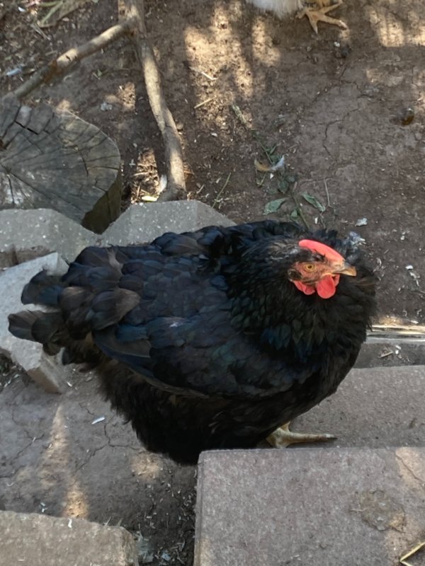 Unsere alte Dame