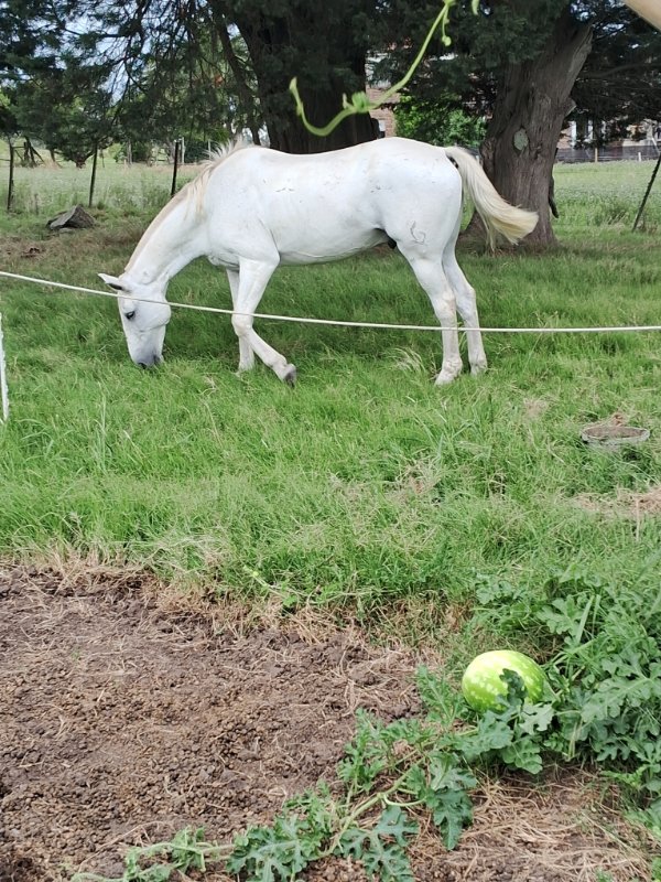 Pegasus