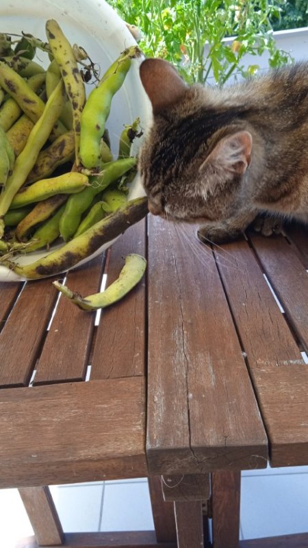 IMG-20250705-WA0004.jpeg