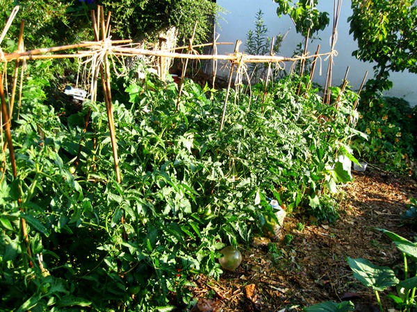 tomaten und badewanne 002.JPG