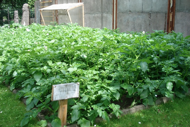 DSC09163q.jpg