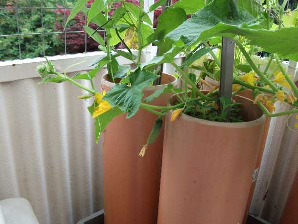 2012-06 Balkon 1 3.jpg