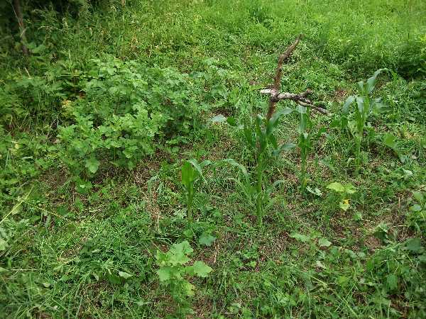 2012-06 Grundstück Feld 1 1.jpg