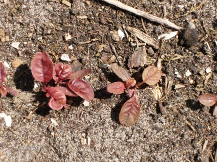 Keimblätter Amaranth.jpg