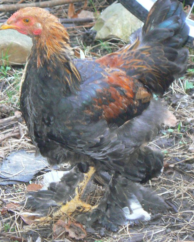 Brahma7.JPG