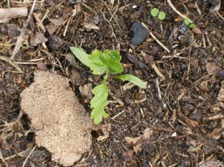 Keimblätter Pastinake.jpg